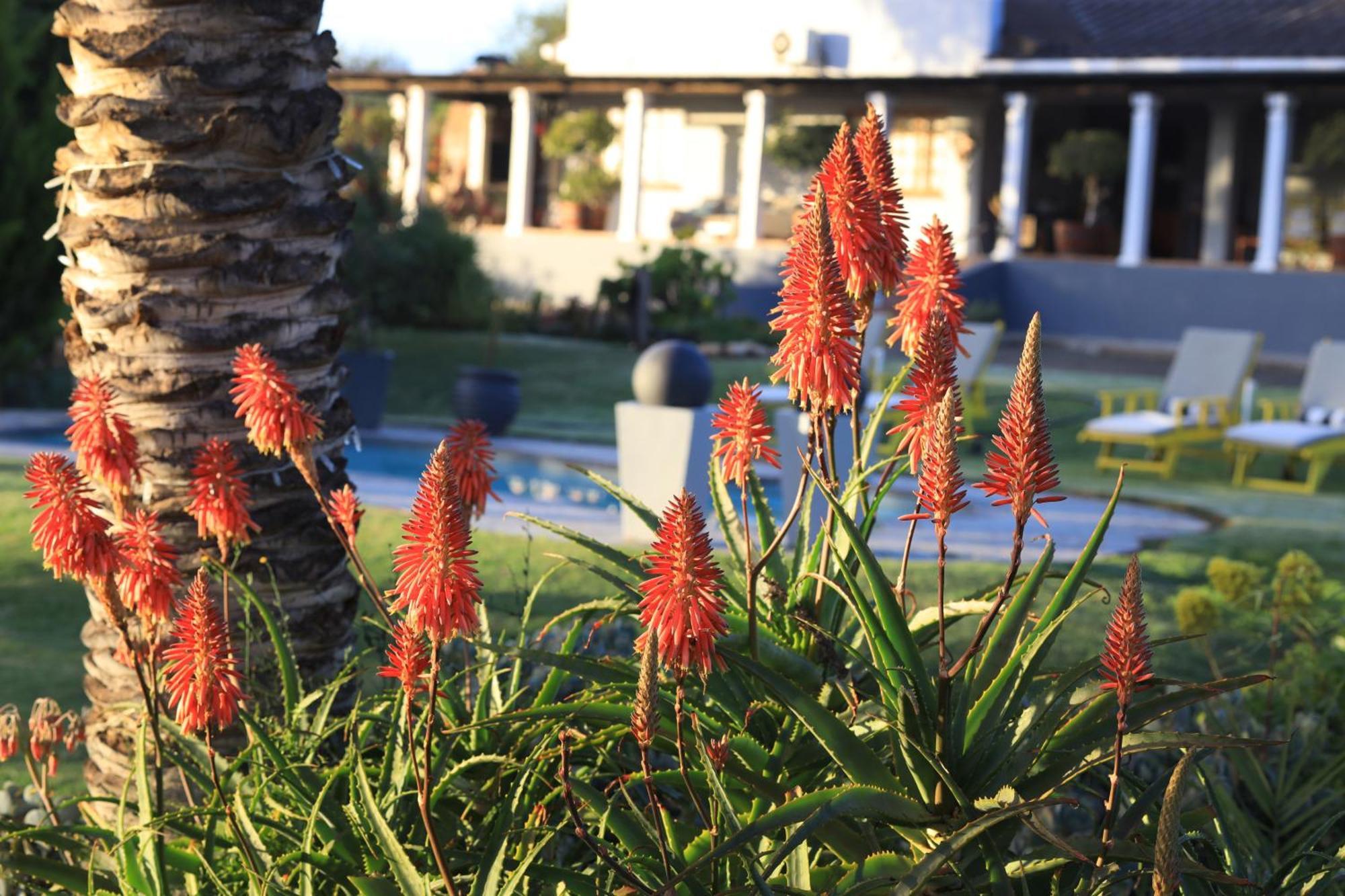 Thylitshia Villa Country Guest House Oudtshoorn Ngoại thất bức ảnh